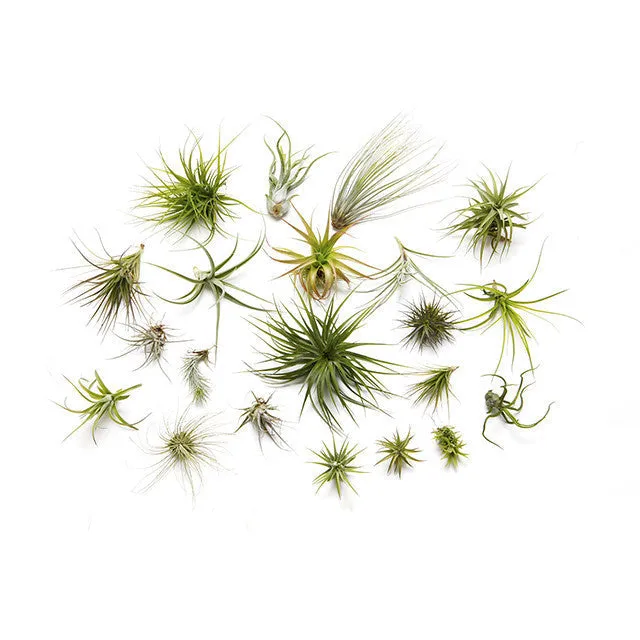 Air Plant Booster Kit Hiking
