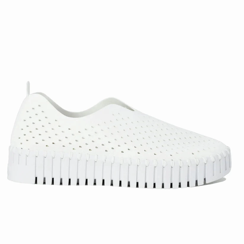 Tulip 3373 White Dog Pace